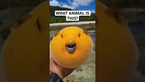 WHAT ANIMAL IS THIS?