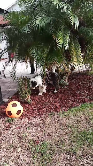 Luna the Sheepadoodle is just walking around.