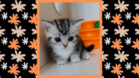Cute Baby Cats videos compilation #2