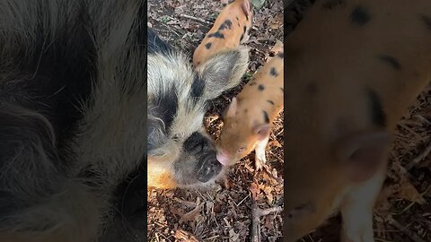 Kisses for momma pig #kunekune #piggy #piglets #homestead #farmanimals #farmlife #home