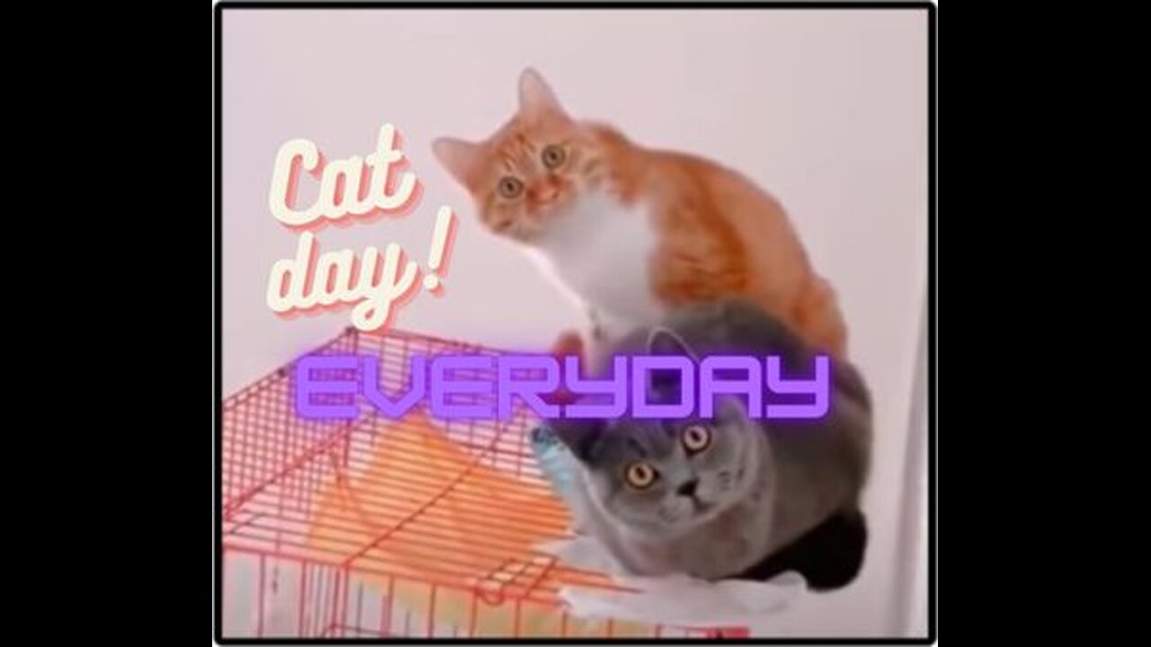 Cat Day Everyday! Funny Cats