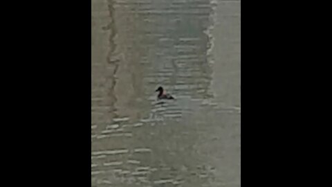 A duck is swimming on the river