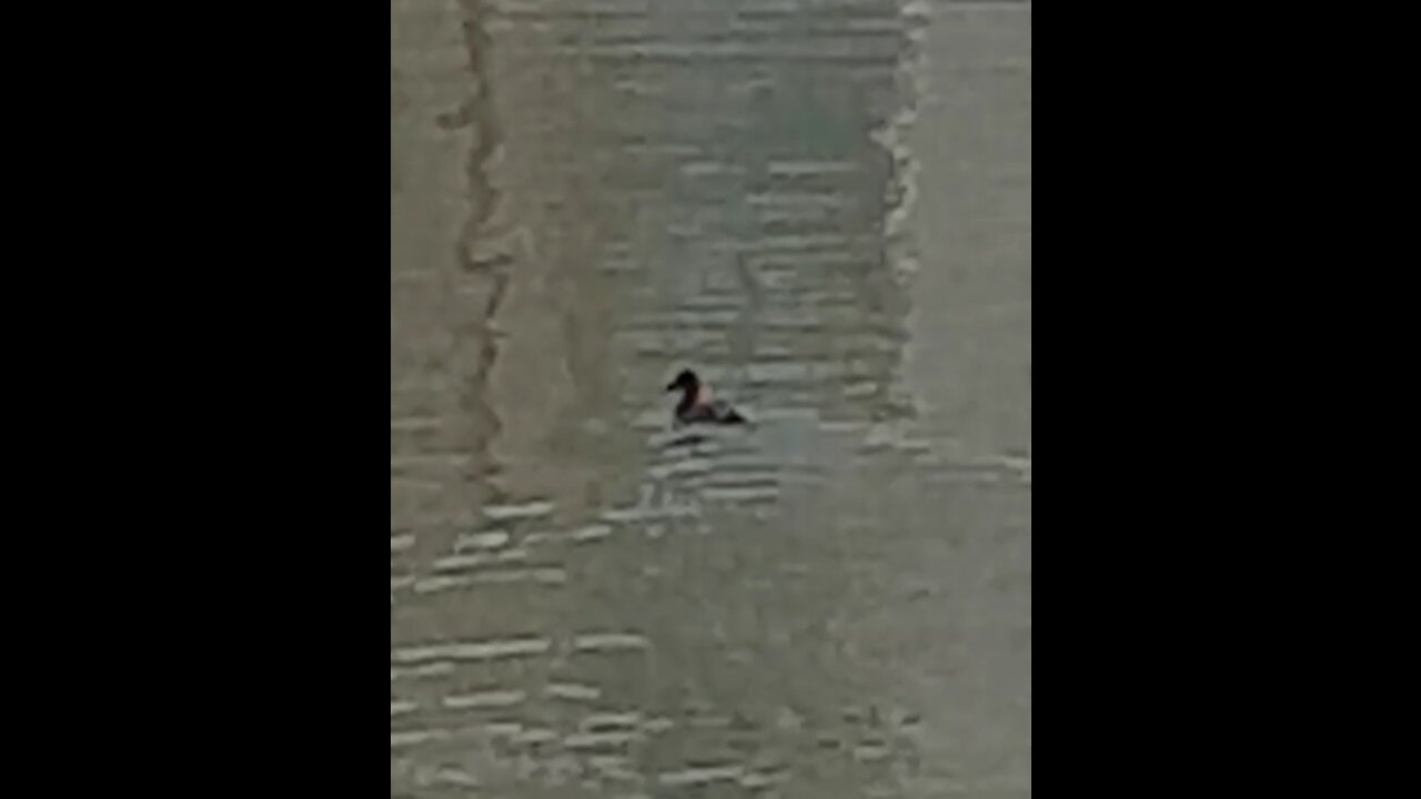 A duck is swimming on the river