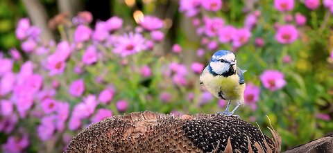 24/7 Beautiful Relaxing Music for Stress Relief, Peaceful Piano Music, Sleep Music, Meditation Music