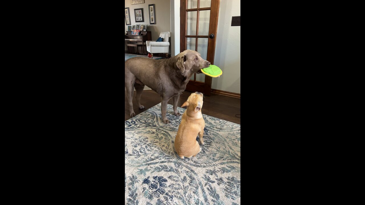 Play time! 🐶