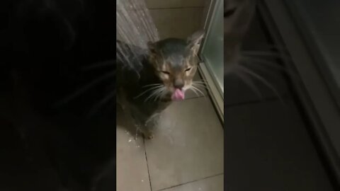 Seu gato é assim?