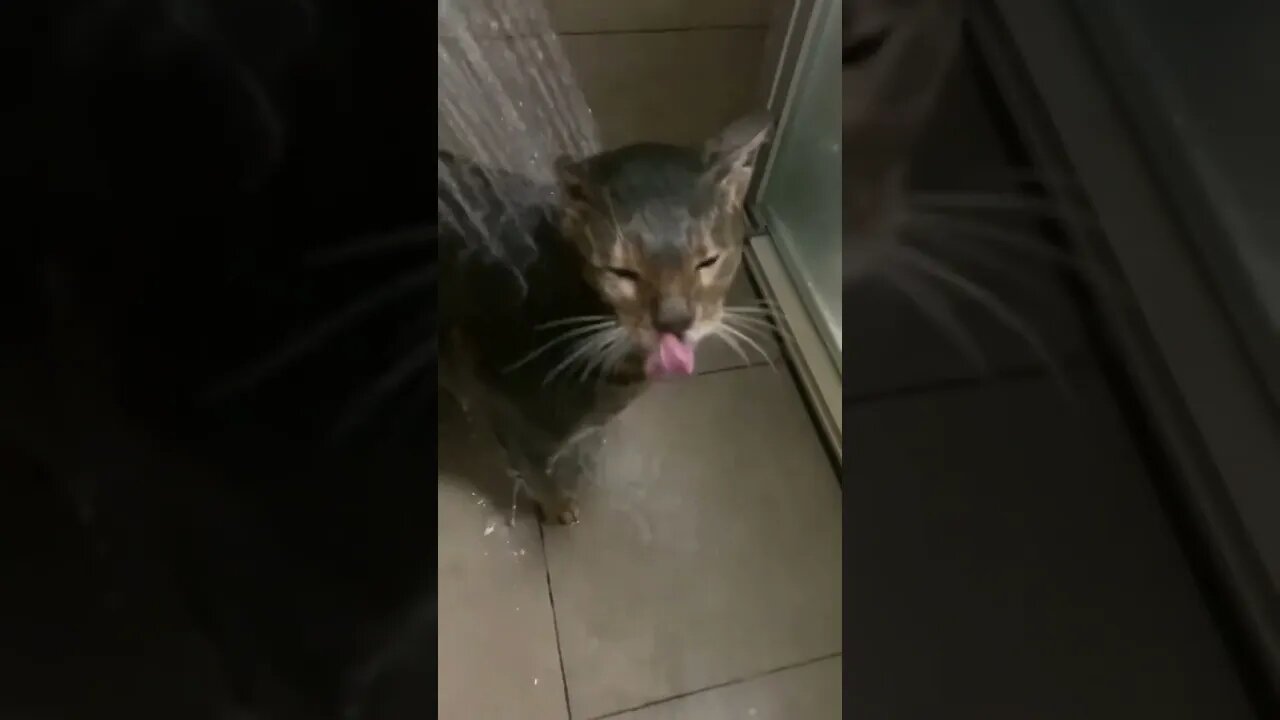 Seu gato é assim?
