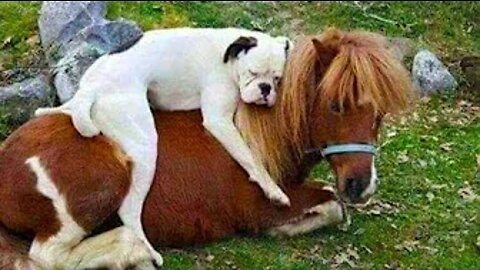 Best Animals 🔴 2 Minutes of Funny Cats and Dogs Videos 2022! #35
