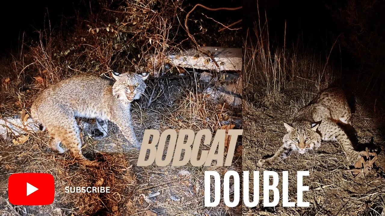 Bobcat Double - Eason Season