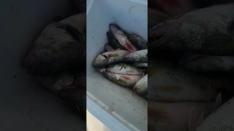 5 man limit on 🔥 limit by 9am! fast bite for our crew on Lake Erie Walleye!