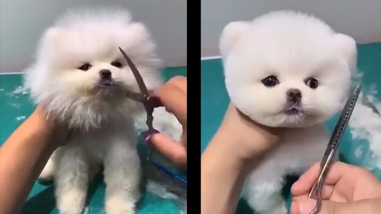 How little puppy getting trim and very happy to get a new look