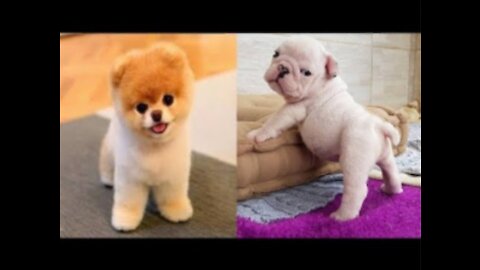 Funny Pets Compilation - Part 17