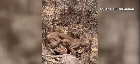 UNLV student stumbles upon mountain lion eating deer at Mount Charleston