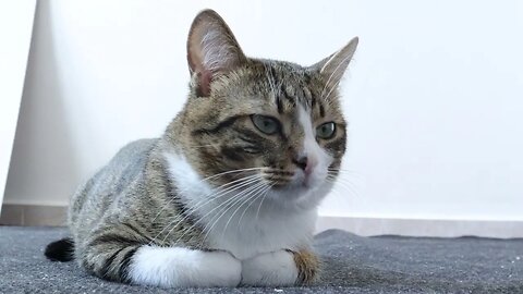 Curious Cat Is Puzzled by the Mysterious Washing Machine