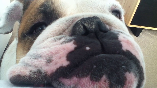 Curious Bulldog Is Amazed By New Bedroom Fan