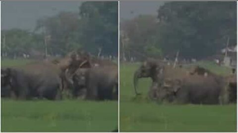 Herd of 100 elephants crosses rice field in India