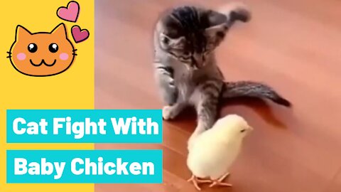 Cute Cat Fight With Baby Chicken