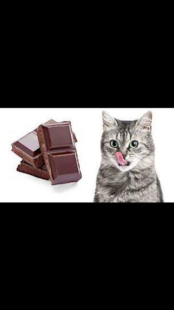 #shorts Baby cat for you, pet cute cat for you, pet baby creator cute 2021