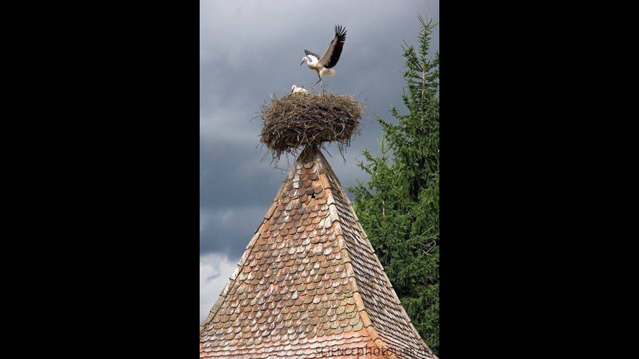 stork nest bird FAMLY