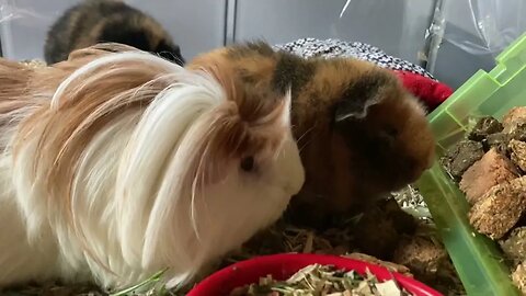 Guinea pigs line up for treats