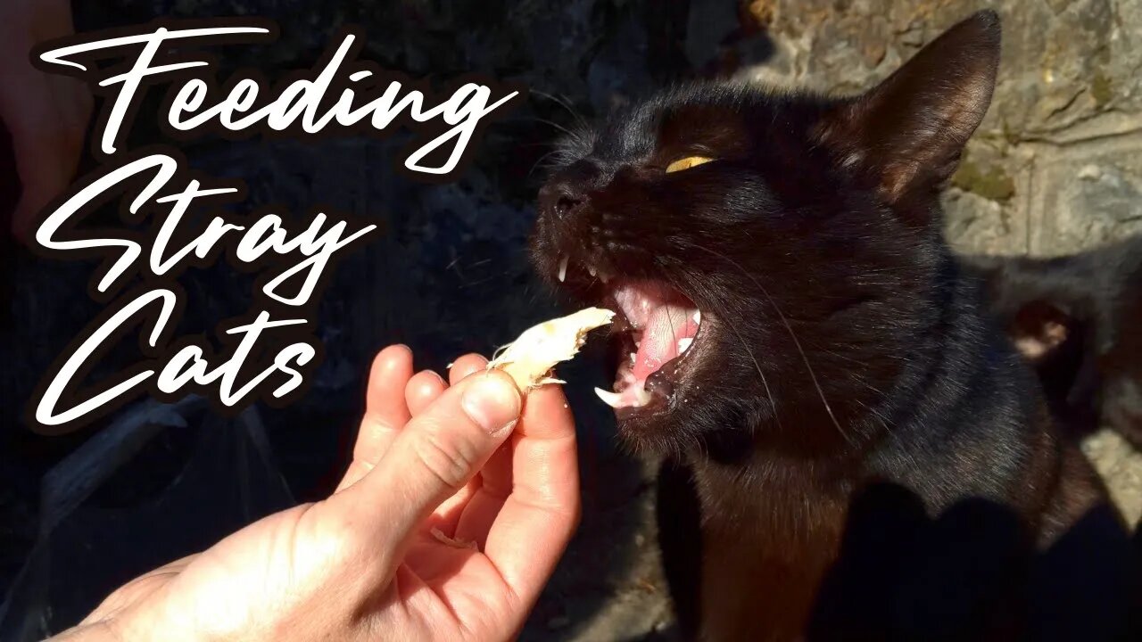 Feeding Stray Cats - Apocalypse Meow (Feline Feeding Fury)