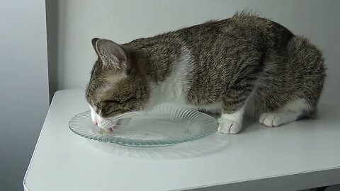 Cat Climbed on the Table to Eat