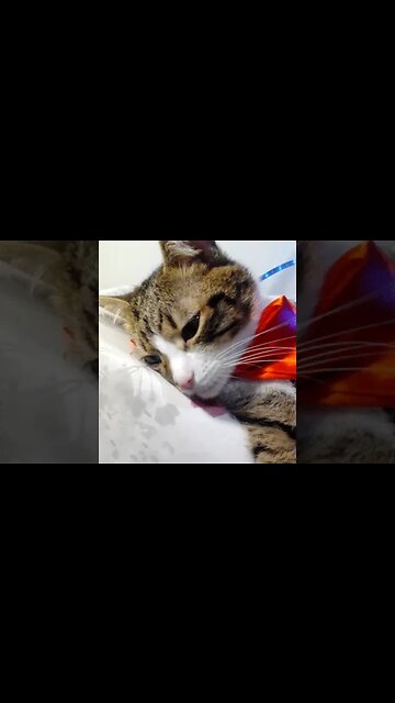 Cat with Red Bow Took off His Hat