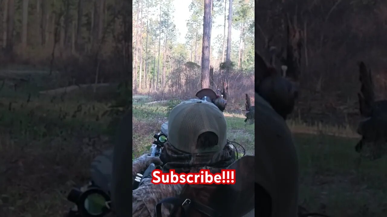 Insane Turkey Encounter…5 Yards!