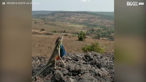 L'impressioante strategia di corteggiamento della lucertola