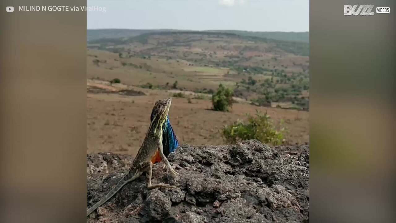 L'impressioante strategia di corteggiamento della lucertola