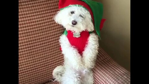 HIS FAVORITE TIME OF THE YEAR!