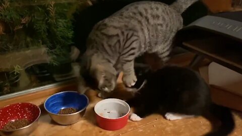 A cat to another cat: My food is mine. Your food is also mine!