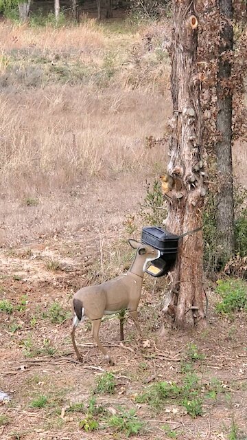 11.14.2020 Squirrel and Decoy