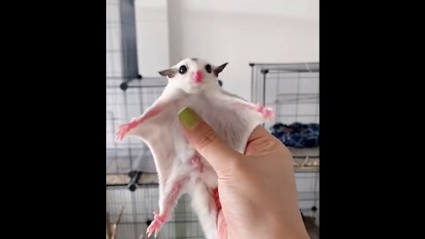 Sugar glider, one of the best glider animals in the world