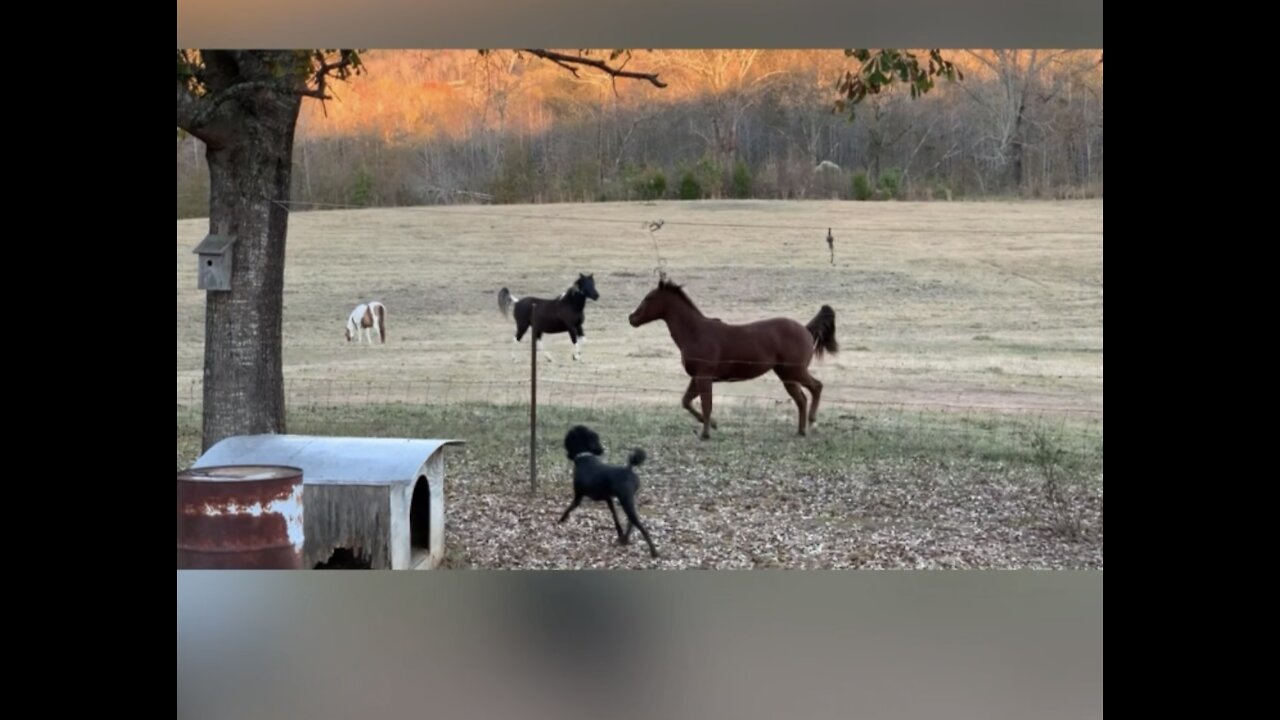 Horses playing