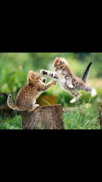 while one sleeps the other does this cat #shorts