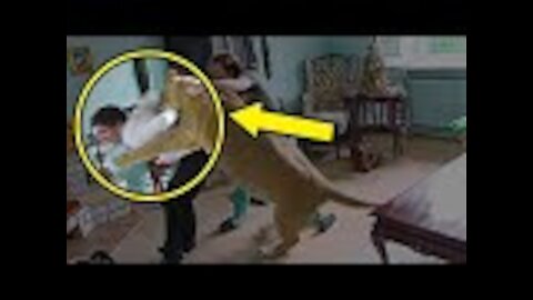 Lioness Sees Her Old Trainer After Years Of Being Apart, Her Reaction Is Incredible