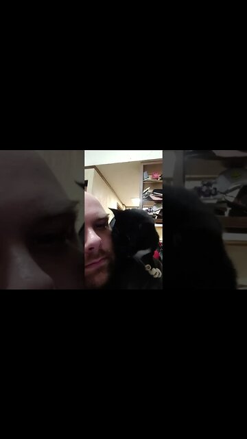 shoulder cat #shortsvideo #kittycat #kitty #cat #shortsfeed #youtubeshorts