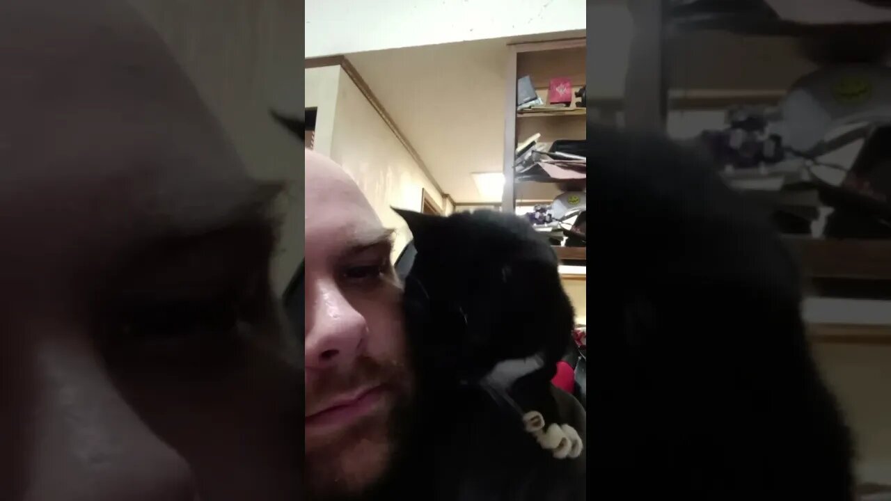 shoulder cat #shortsvideo #kittycat #kitty #cat #shortsfeed #youtubeshorts