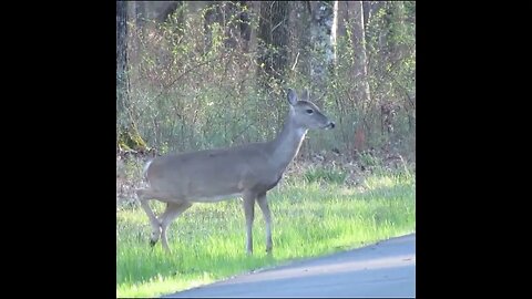 Deer crossing the road