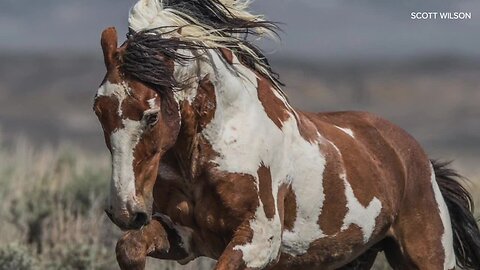 The life and legend of America's most famous wild horse
