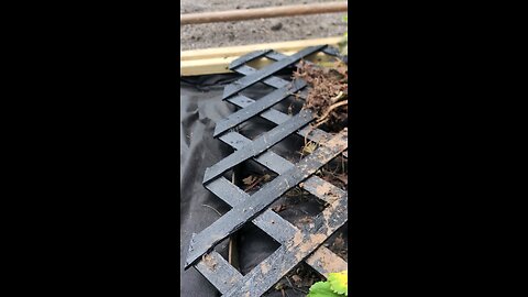 Transplanting Strawberry plants