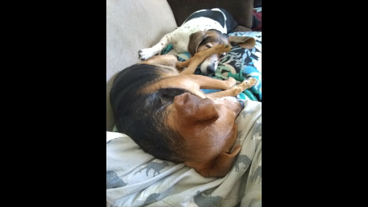 Clarabelle and Bandit