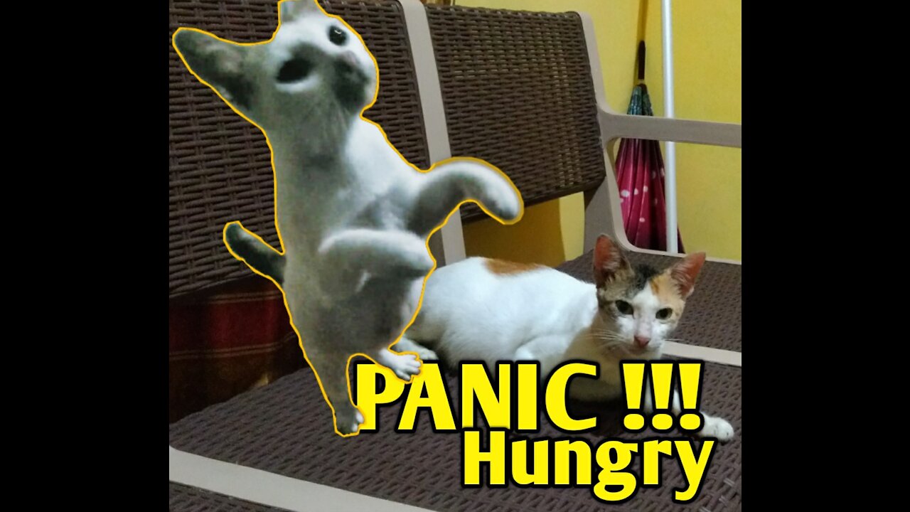 Angry Hungry cats | PANIC !!!