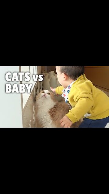 Try Not To Laugh or Grin While Watching Funny Cats 2023 #trending #cutecats