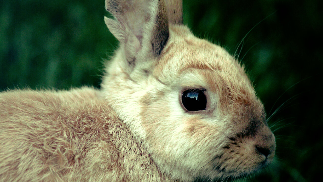 Rabbit Fever Rising: A Public Health Alert