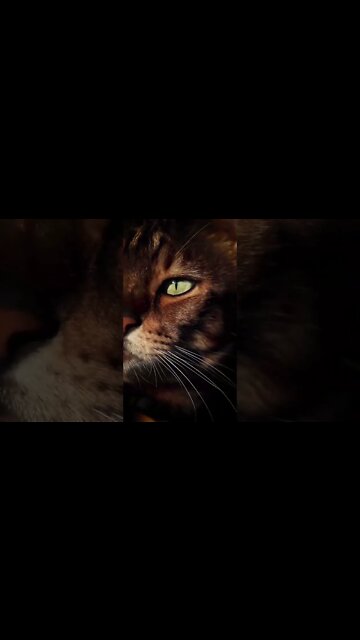 Tiger 🐅 ඒ ඇස් දැක්කද? Did you see those eyes? क्या तुमने उन आँखों को देखा? Вы видели эти глаза?