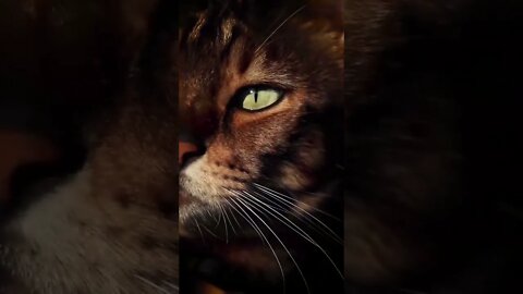 Tiger 🐅 ඒ ඇස් දැක්කද? Did you see those eyes? क्या तुमने उन आँखों को देखा? Вы видели эти глаза?