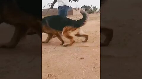 Go find it buddy. #shorts