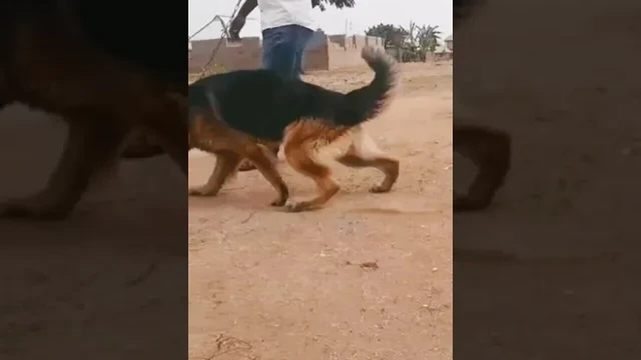 Go find it buddy. #shorts